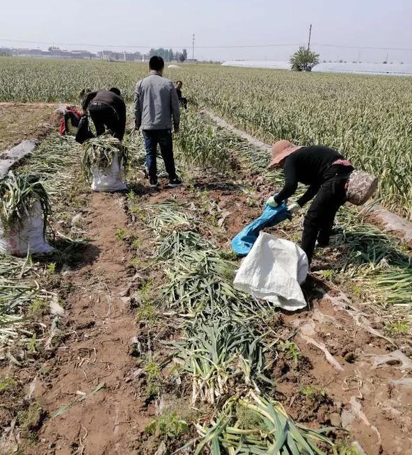 杞县鲜蒜最新价格,杞县鲜蒜最新价格动态及市场分析